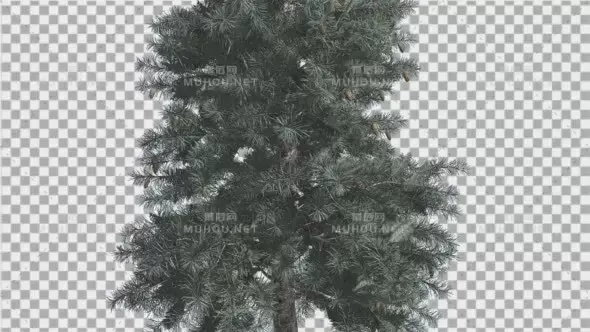 蓝色云杉树植物在冬季Blue Spruce Thin Tree in Winter or Summer Middle视频素材带Alpha通道插图
