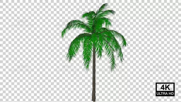 生长的绿色卡通棕榈树4KGrowing Queen Palm Tree 4K视频素材带Alpha通道插图