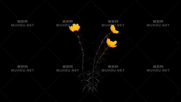 金色植物开花生长动画Fire Flower视频素材带Alpha通道插图