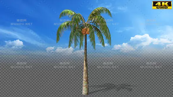 椰树三维动画立体Coconut Palm Tree视频素材带Alpha通道插图