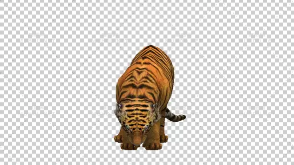 老虎吃食物动画Tiger Eat视频素材带Alpha通道插图