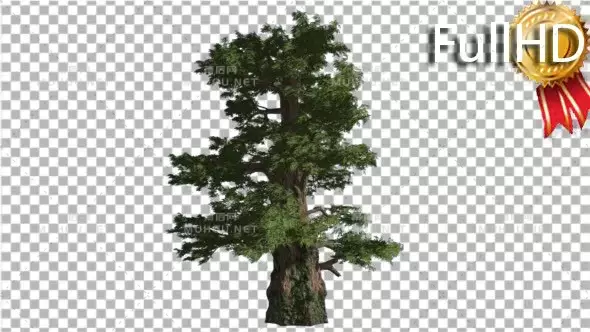 西部刺柏针叶常绿乔木Western Juniper Coniferous Evergreen Tree视频素材带Alpha通道插图