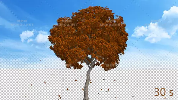 秋天从树上掉下来的叶子Ver.3Leaves Falling Off Tree Ver.3视频素材带Alpha通道插图