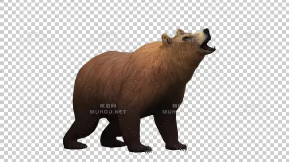 熊嚎叫Bear Howl视频素材带Alpha通道插图