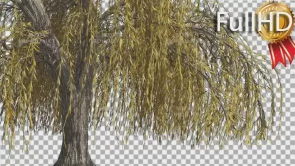 垂柳悬着树枝柳树植物摇曳Weeping Willow Hanging Tree Branches Are Swaying视频素材带Alpha通道插图