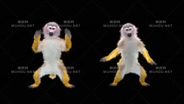 猴子舞蹈跳舞高清Monkey Dance HD视频素材带Alpha通道插图