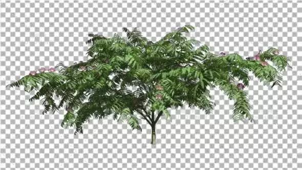 含羞草紫罗兰色花朵春天瘦树摇曳Mimosa Violet Flowers Spring Thin Tree Swaying视频素材带Alpha通道插图