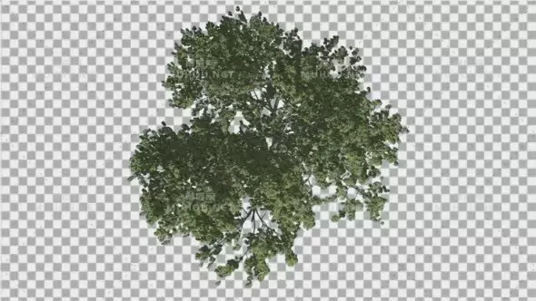 松绿色植物树冠自上而下Italian Stone Pine Green Crown Top Down视频素材带Alpha通道插图