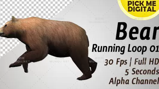 熊奔跑运动3d循环01Bear Running Loop 01视频素材带Alpha通道插图