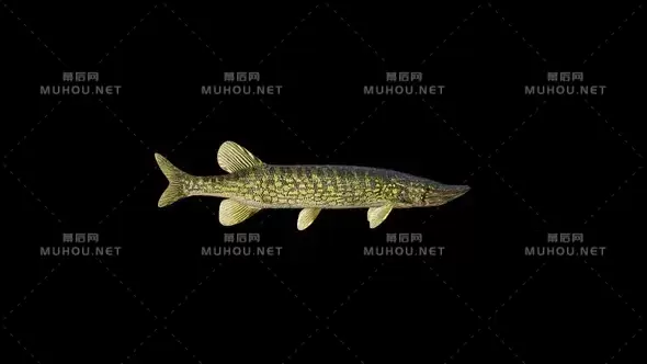 派克鱼水下鱼类动画Pike Fish视频素材带Alpha通道插图