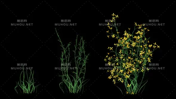 黄色的花生长动画透明Yellow Flower视频素材带Alpha通道插图