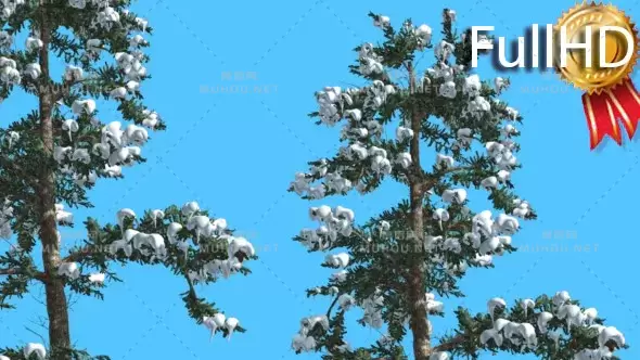 白色冷杉树枝上的雪花White Fir Two Thin Firs Snow on Branches视频素材带Alpha通道插图