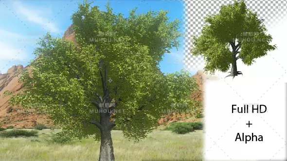 树木生长透明动画Tree Growing视频素材带Alpha通道插图