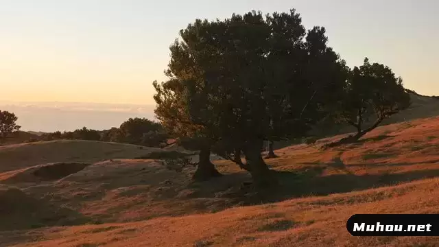日落时的草地视频素材