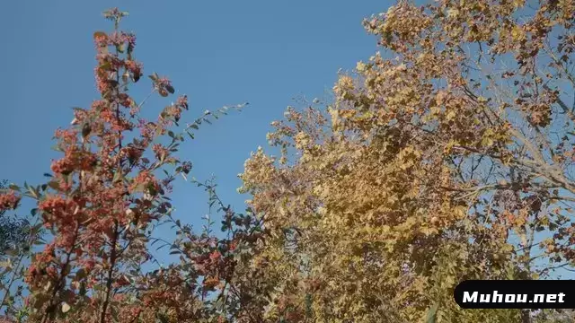 风穿过一些黄色的秋树视频素材