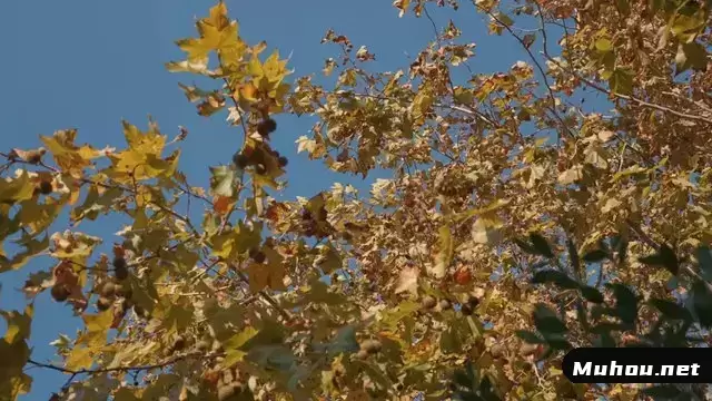 晴天的天气树上黄色秋叶视频素材