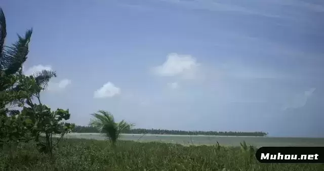 在海滩上吹着风的树木视频素材插图