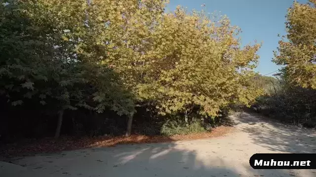 黄色叶子枫树环绕着一条道路视频素材插图