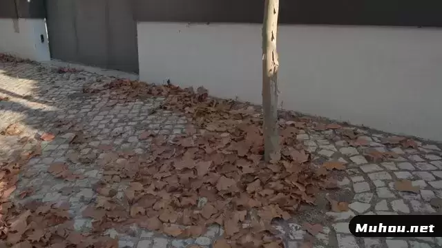 人行道上的秋天落叶视频素材