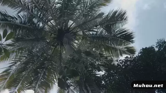 从椰子树上掉下来的水滴视频素材