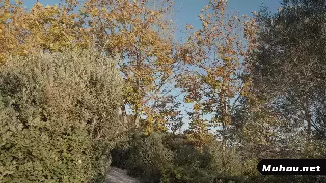 美丽的秋天森林风景视频素材