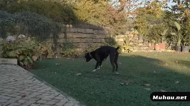 黑狗在花园里玩耍视频素材