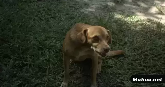 狗在草地上散步视频素材
