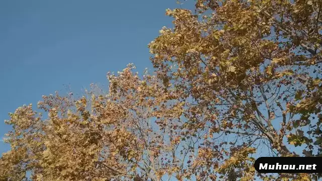 黄色的秋天树木在风中吹动视频素材插图