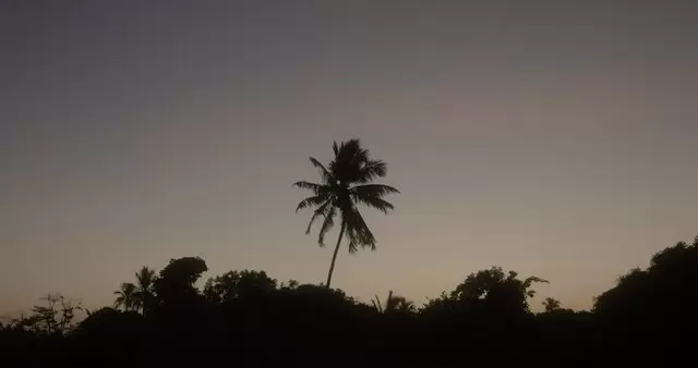 日落时的棕榈树视频素材