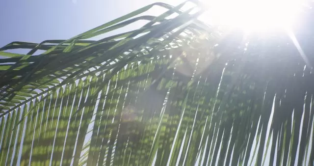 缩略图阳光照耀着棕榈树视频素材