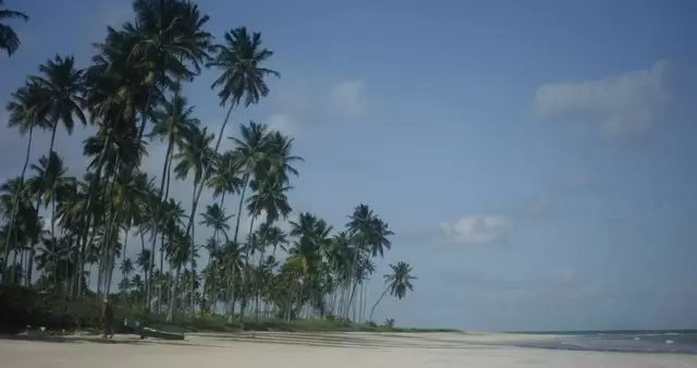 缩略图棕榈树的热带海滩视频素材