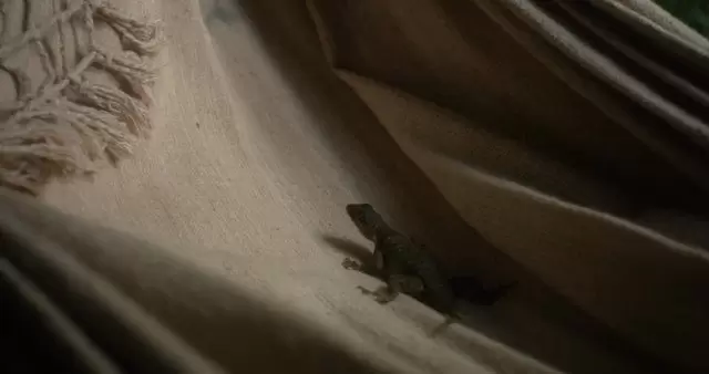 吊床椅子上的蜥蜴视频素材