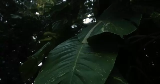 丛林植物树叶表面视频素材