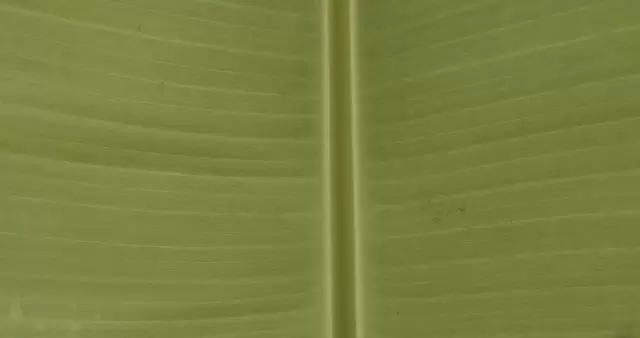 绿色树叶表面纹理特写视频素材