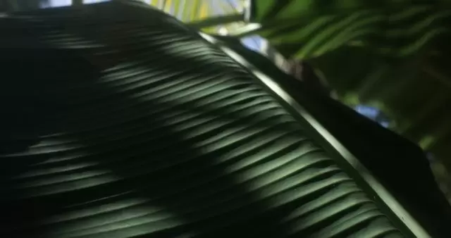 太阳光影下的大片叶子视频素材