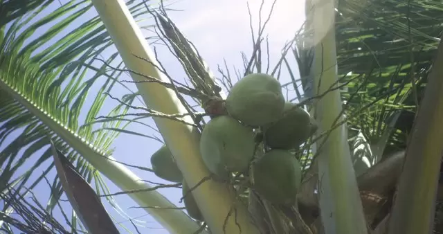 绿色椰子视频素材