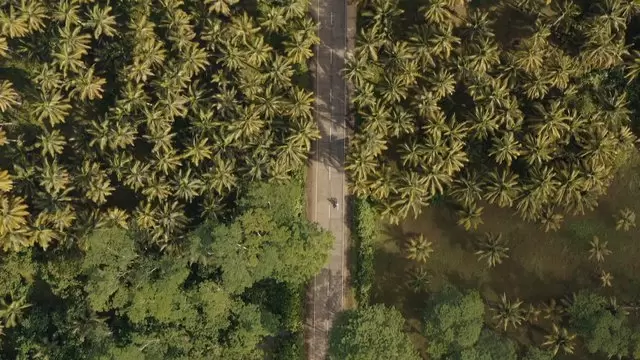 缩略图穿过棕榈树森林的道路航拍视频素材