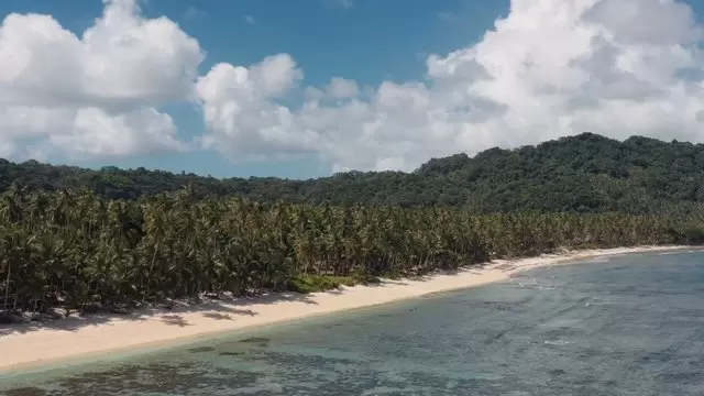 棕榈树海滩航拍视频素材