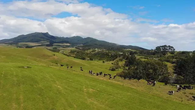 新西兰一块田地上的奶牛航拍视频素材