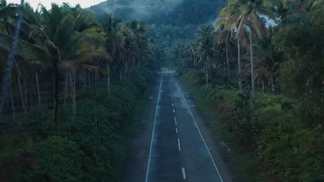 缩略图开车穿过棕榈树森林公路航拍视频素材
