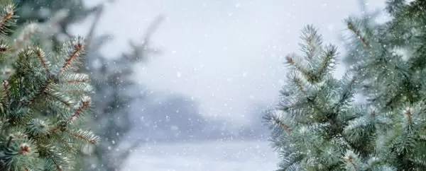 冬天下雪的树林场景背景[JPG]下载