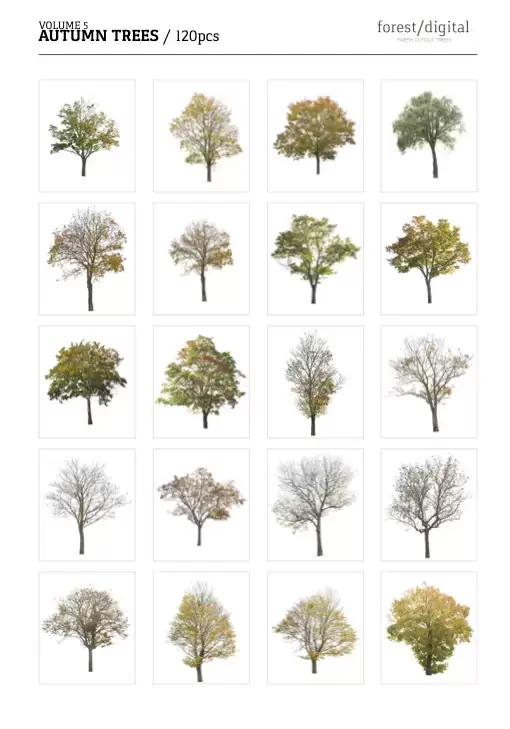 高清PNG素材秋季树木ForestDigital vol. 5插图4