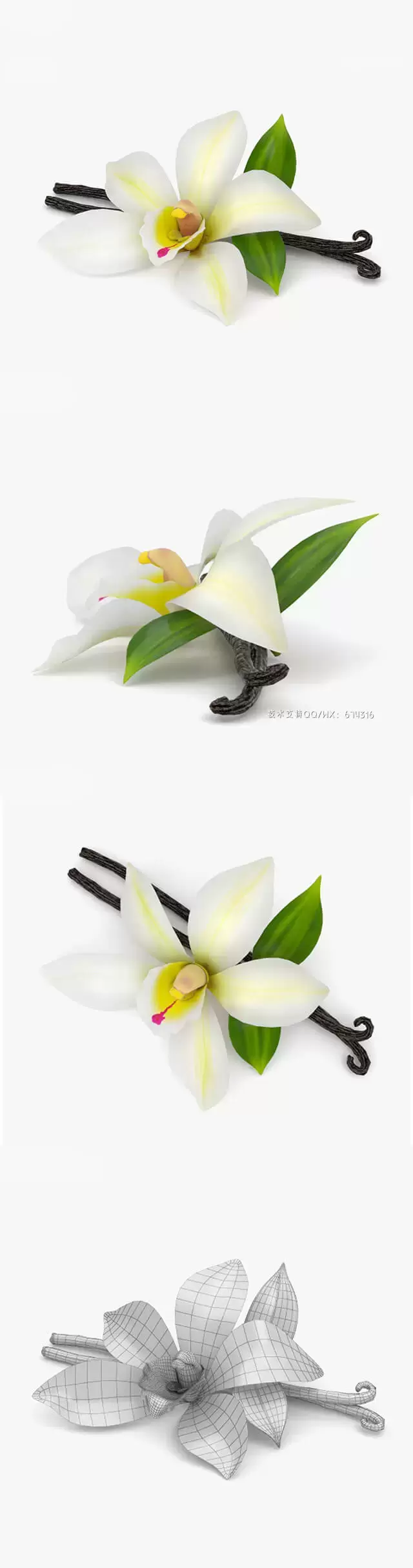 香草花3D模型下载（Blend,C4D,OBJ,FBX,MAX,MB）插图