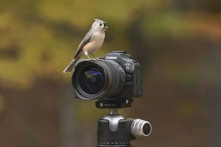 Canon R6 Mark III 来了！这还叫中阶机？简直是迷你电影机！