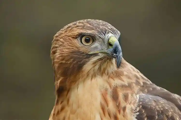 Canon R6 Mark III 来了！这还叫中阶机？简直是迷你电影机！