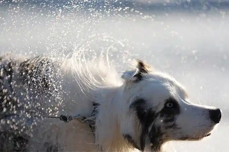 Sony A7M5！部分堆叠式 CMOS、AI 芯片赋能、无黑屏30fps连拍！