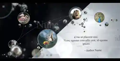 动态照片网络演示images AE视频