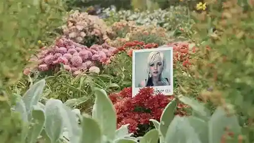 即时记忆视频显示花朵中的照片 bride AE视频